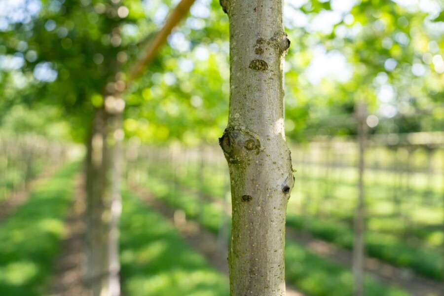 Quercus palustris Quercus palustris