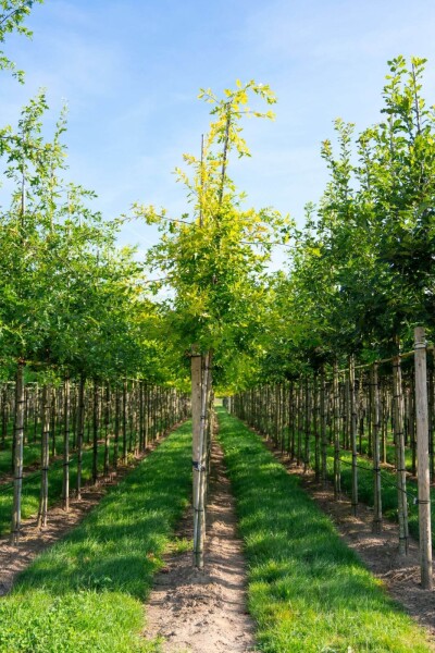 Quercus palustris hoogstam