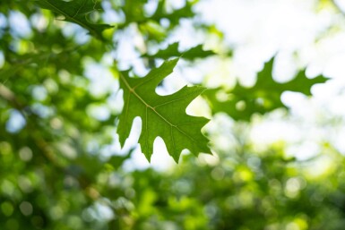 Quercus palustris hochstamm 10/12