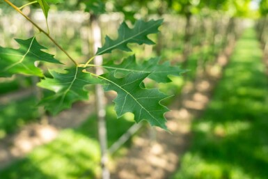 Quercus palustris hochstamm 10/12