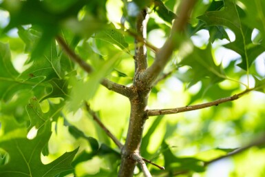 Quercus palustris hochstamm 10/12