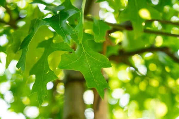 Quercus palustris Mehrstämmig Quercus palustris Mehrstämmig