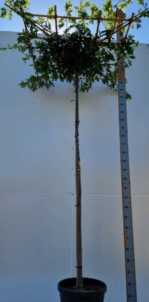 Quercus palustris Dachform Quercus palustris Dachform