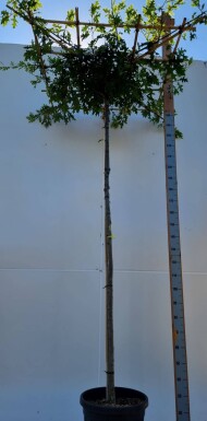 Quercus palustris dakvorm 8/10 240cm stam 120x120