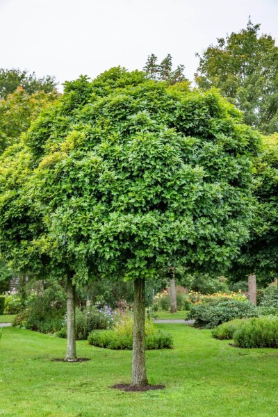Quercus palustris 'Green Dwarf' Quercus palustris 'Green Dwarf'