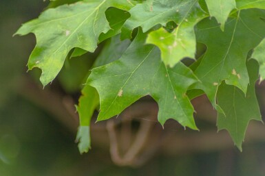 Quercus palustris 'Green Dwarf' hochstamm 6/8 180cm Stamm