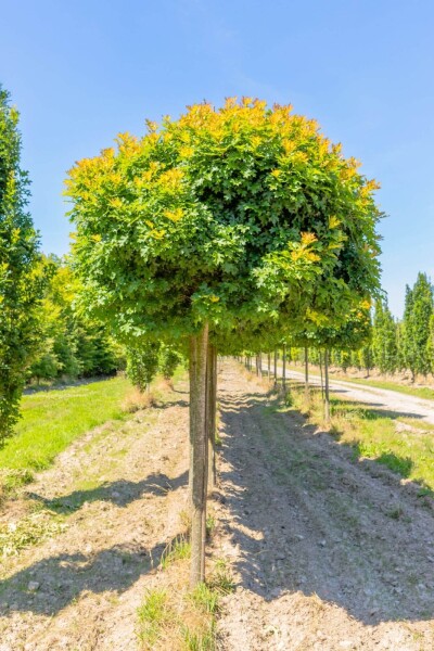Quercus palustris 'Green Dwarf' Hochstamm Quercus palustris 'Green Dwarf' Hochstamm