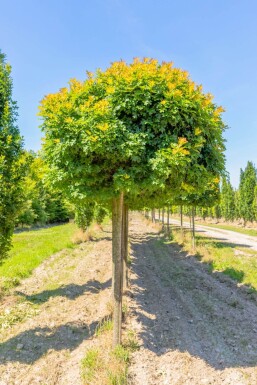 Quercus palustris 'Green Dwarf' hochstamm 6/8 180cm Stamm