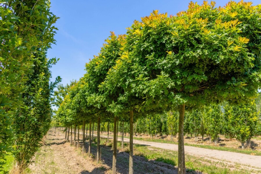 Quercus 'Green Dwarf' HO 6/8 180 P/K Quercus palustris 'Green Dwarf' Hochstamm 6/8 180cm Stamm