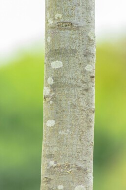 Quercus palustris 'Green Dwarf' hochstamm 6/8 180cm Stamm