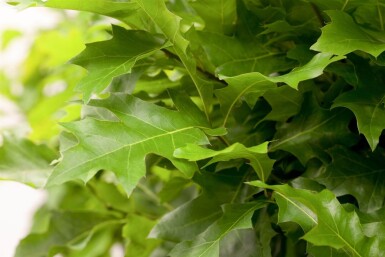 Quercus palustris 'Green Dwarf' hochstamm 6/8 180cm Stamm