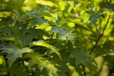 Quercus palustris 'Green Dwarf' hochstamm 6/8 180cm Stamm