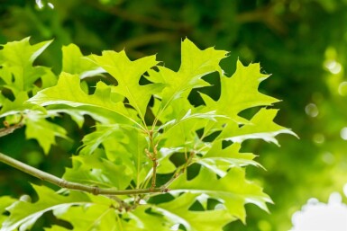 Quercus palustris 'Green Dwarf' hochstamm 6/8 180cm Stamm