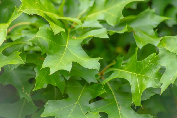 Quercus palustris 'Green Dwarf' halbstamm