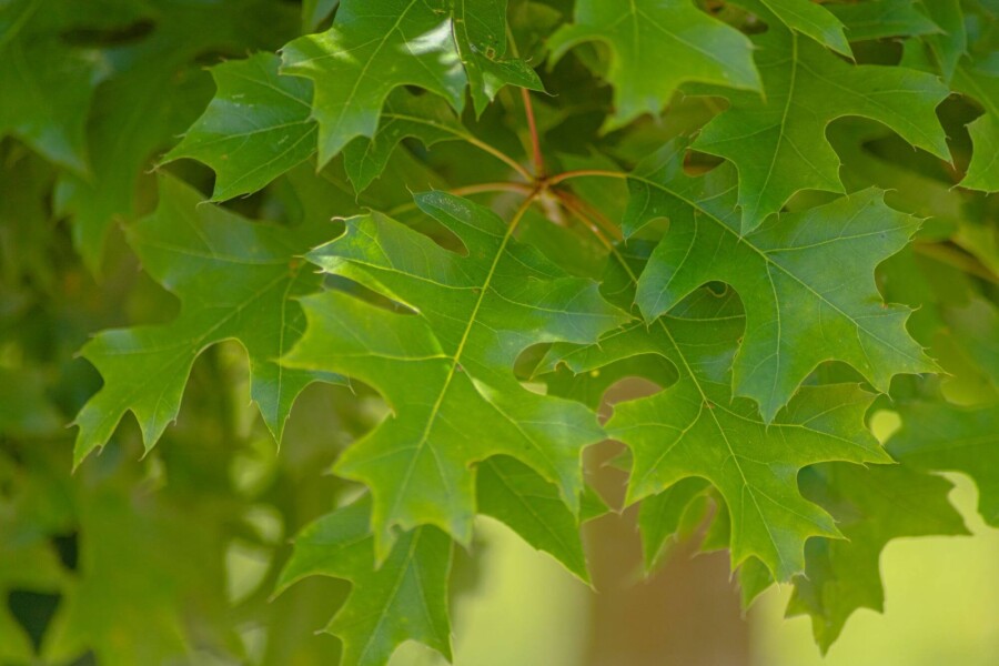 Quercus 'Green Dwarf' HA 120 P/K Quercus palustris 'Green Dwarf' Halbstamm 120cm Stamm