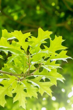 Quercus palustris 'Green Dwarf' halfstam 120cm stam