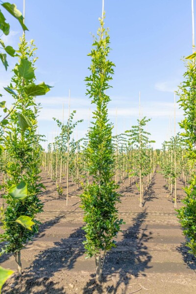Quercus palustris 'Green Pillar' Quercus palustris 'Green Pillar'