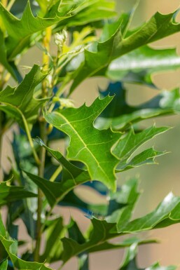 Quercus palustris 'Green Pillar'