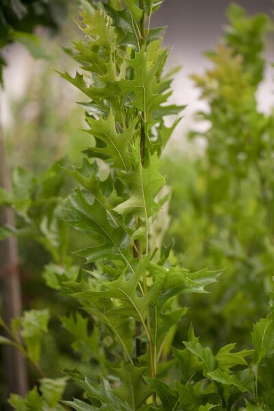 Quercus palustris 'Green Pillar' hoogstam