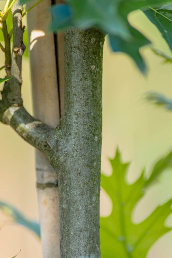 Quercus 'Green Pillar' HO 4/6 P/K Quercus palustris 'Green Pillar' Hochstamm 4/6