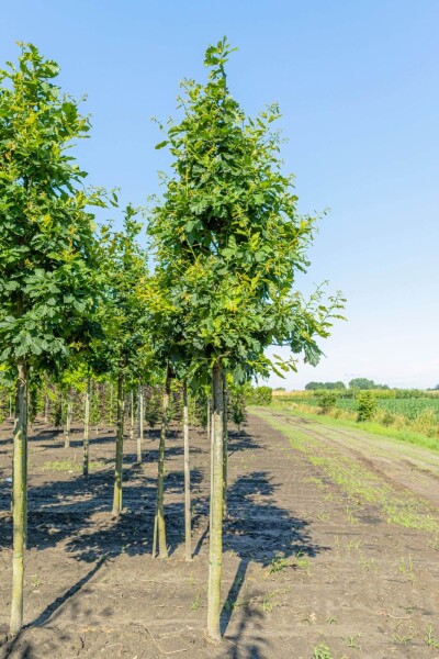 Quercus petraea Hochstamm Quercus petraea Hochstamm