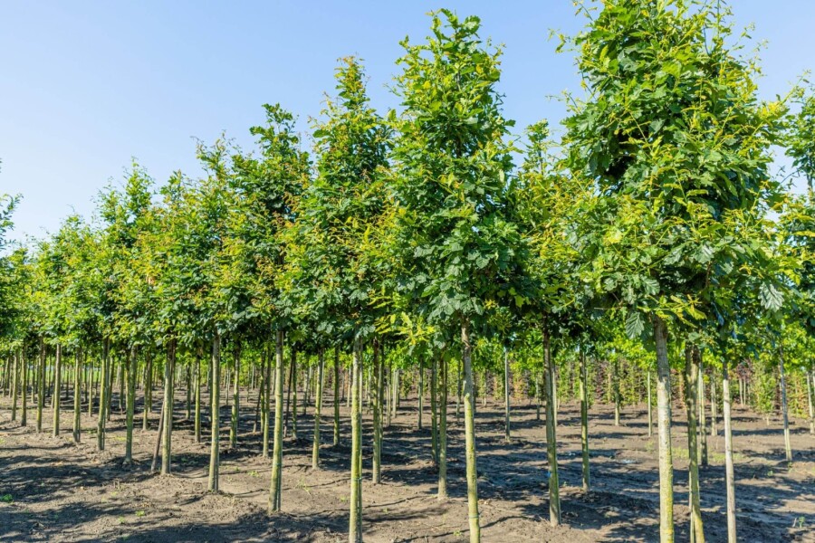 Quercus petraea HO 10/12 P/K Quercus petraea Hochstamm 10/12