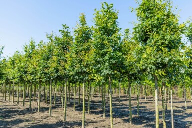 Quercus petraea HO 10/12 P/K Quercus petraea Hochstamm 10/12