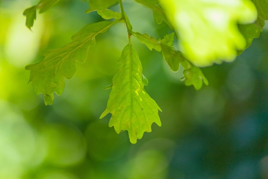 Quercus petraea HO 10/12 P/K Quercus petraea Hochstamm 10/12
