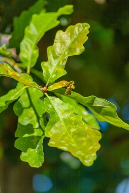 Quercus petraea HO 10/12 P/K Quercus petraea Hochstamm 10/12