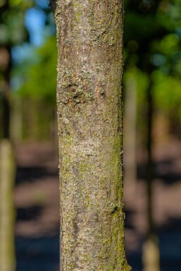 Quercus petraea HO 10/12 P/K Quercus petraea Hochstamm 10/12