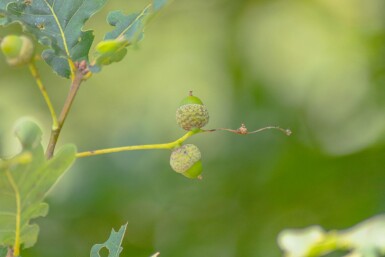 Quercus petraea HO 10/12 P/K Quercus petraea Hochstamm 10/12