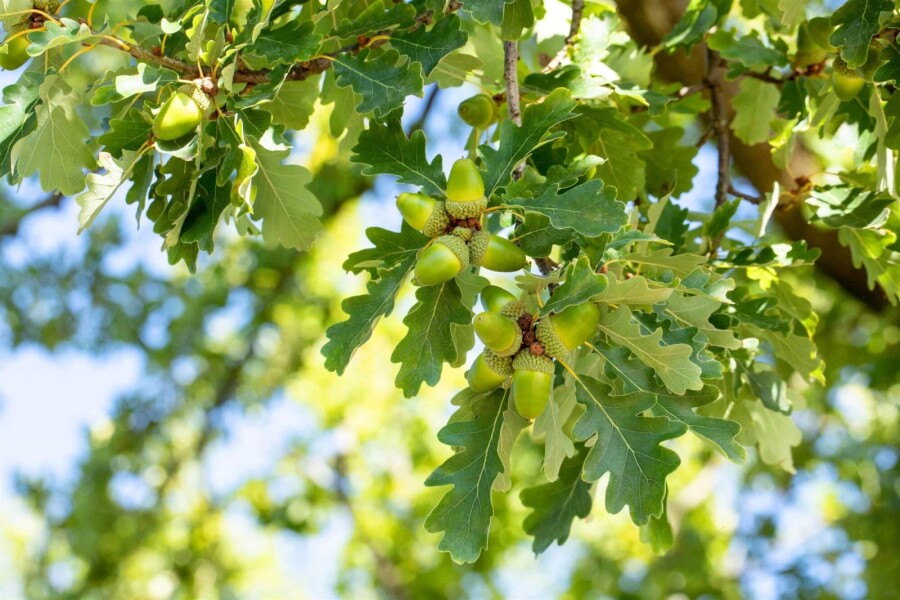 Quercus petraea HO 10/12 P/K Quercus petraea Hochstamm 10/12