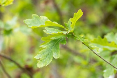 Quercus petraea HO 10/12 P/K Quercus petraea Hochstamm 10/12