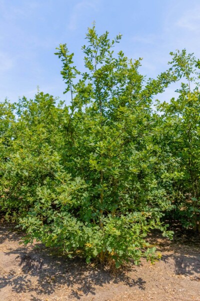 Quercus petraea meerstammig