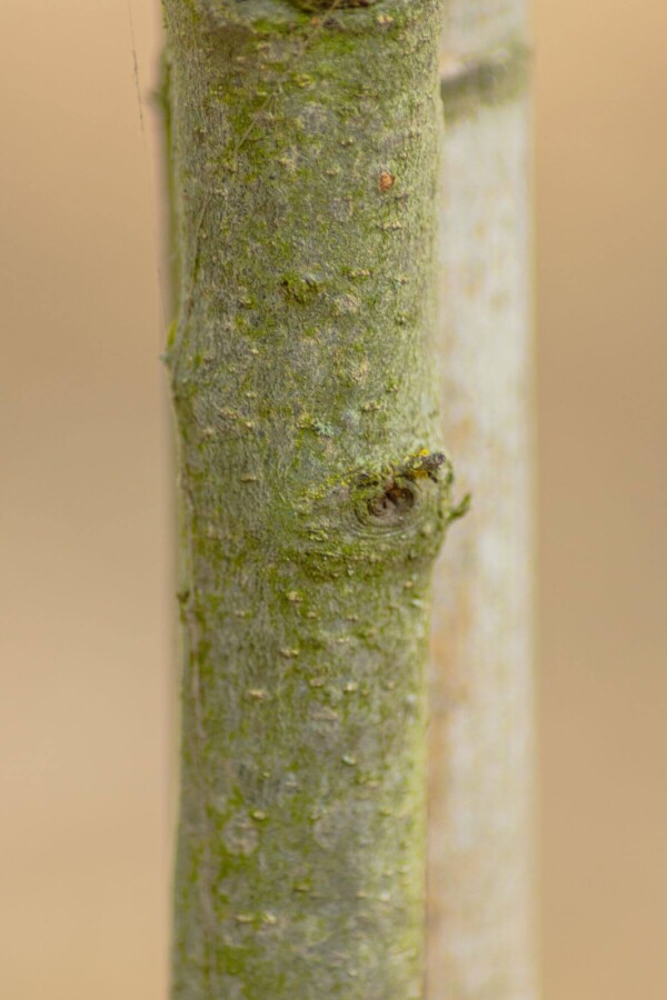 Quercus phellos Quercus phellos
