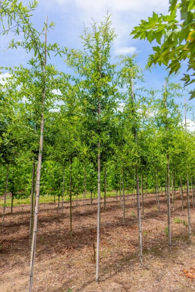 Quercus phellos Hochstamm Quercus phellos Hochstamm