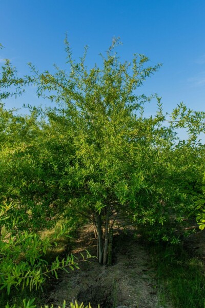 Quercus phellos Mehrstämmig Quercus phellos Mehrstämmig