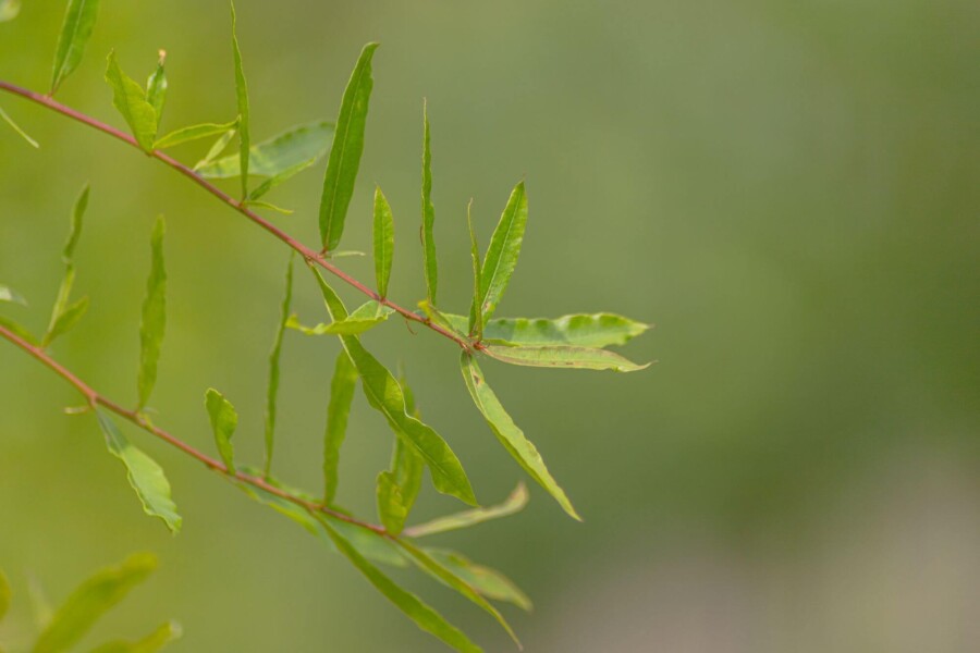 Quercus phellos ME 200-250 P/K Quercus phellos Mehrstämmig 200-250
