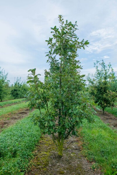 Quercus pubescens Quercus pubescens