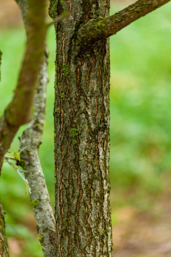 Quercus pubescens Quercus pubescens
