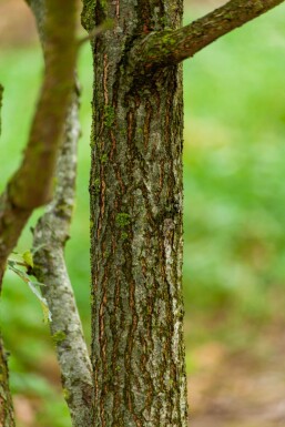 Quercus pubescens