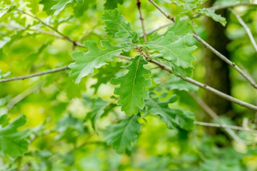 Quercus pubescens HO 12/14 P/K Quercus pubescens Hochstamm 12/14