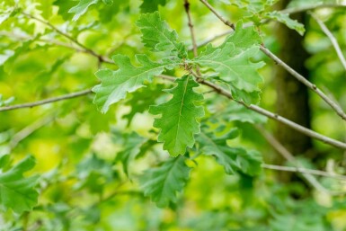 Quercus pubescens hochstamm 12/14