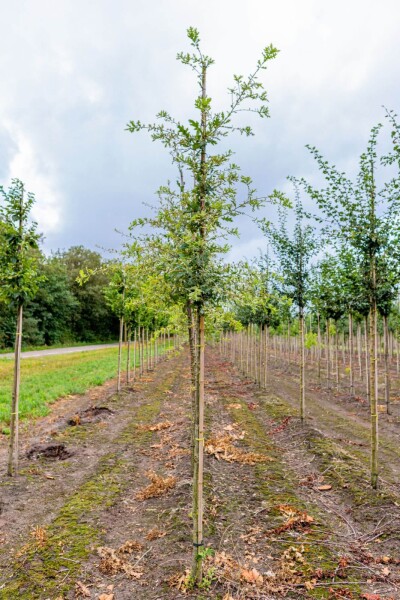 Quercus pubescens Hochstamm Quercus pubescens Hochstamm