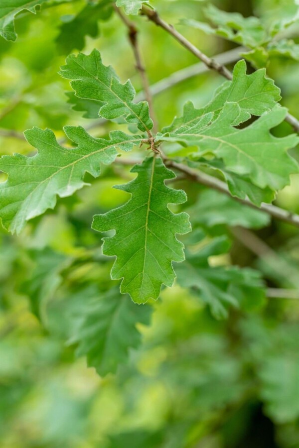 Quercus pubescens HO 12/14 P/K Quercus pubescens Hochstamm 12/14