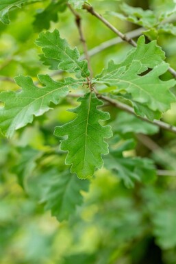 Quercus pubescens HO 12/14 P/K Quercus pubescens Hochstamm 12/14