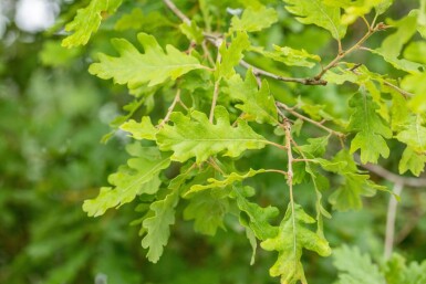Quercus pubescens HO 12/14 P/K Quercus pubescens Hochstamm 12/14