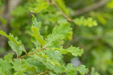 Quercus pubescens HO 12/14 P/K Quercus pubescens Hochstamm 12/14