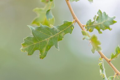 Quercus pubescens HO 12/14 P/K Quercus pubescens Hochstamm 12/14