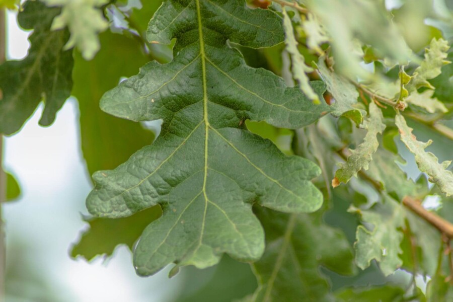 Quercus pubescens HO 12/14 P/K Quercus pubescens Hochstamm 12/14